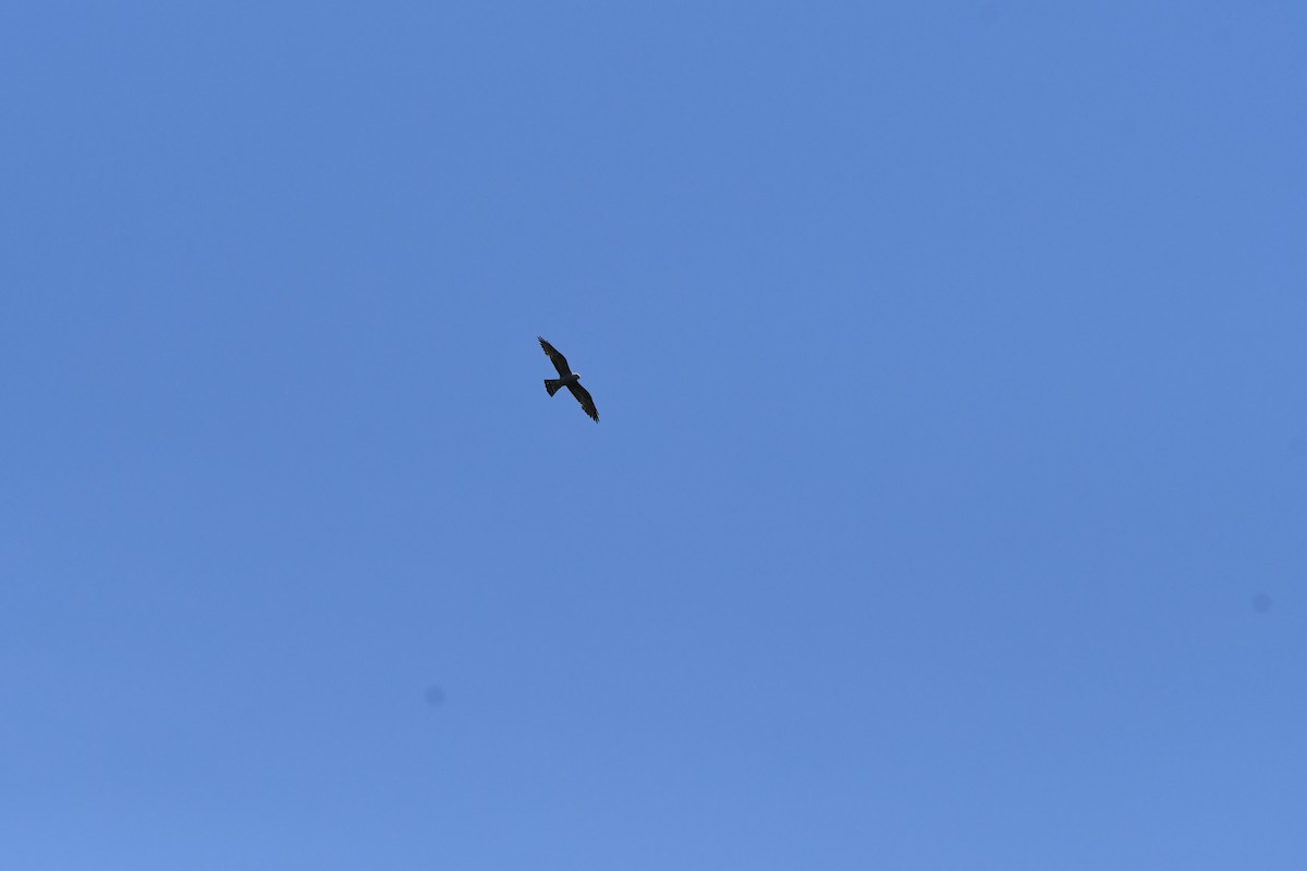 Mississippi Kite - ML637332972