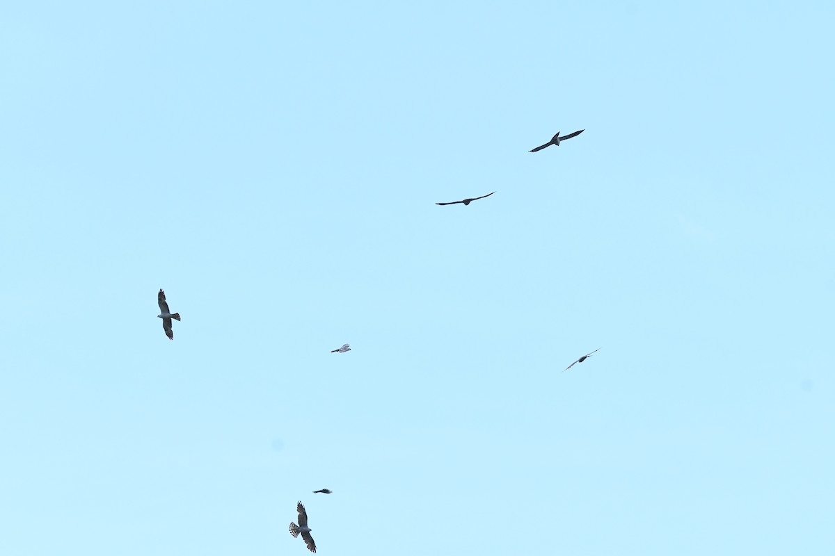 Mississippi Kite - ML637332973