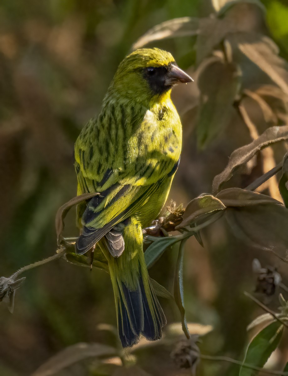 African Citril - ML637333019