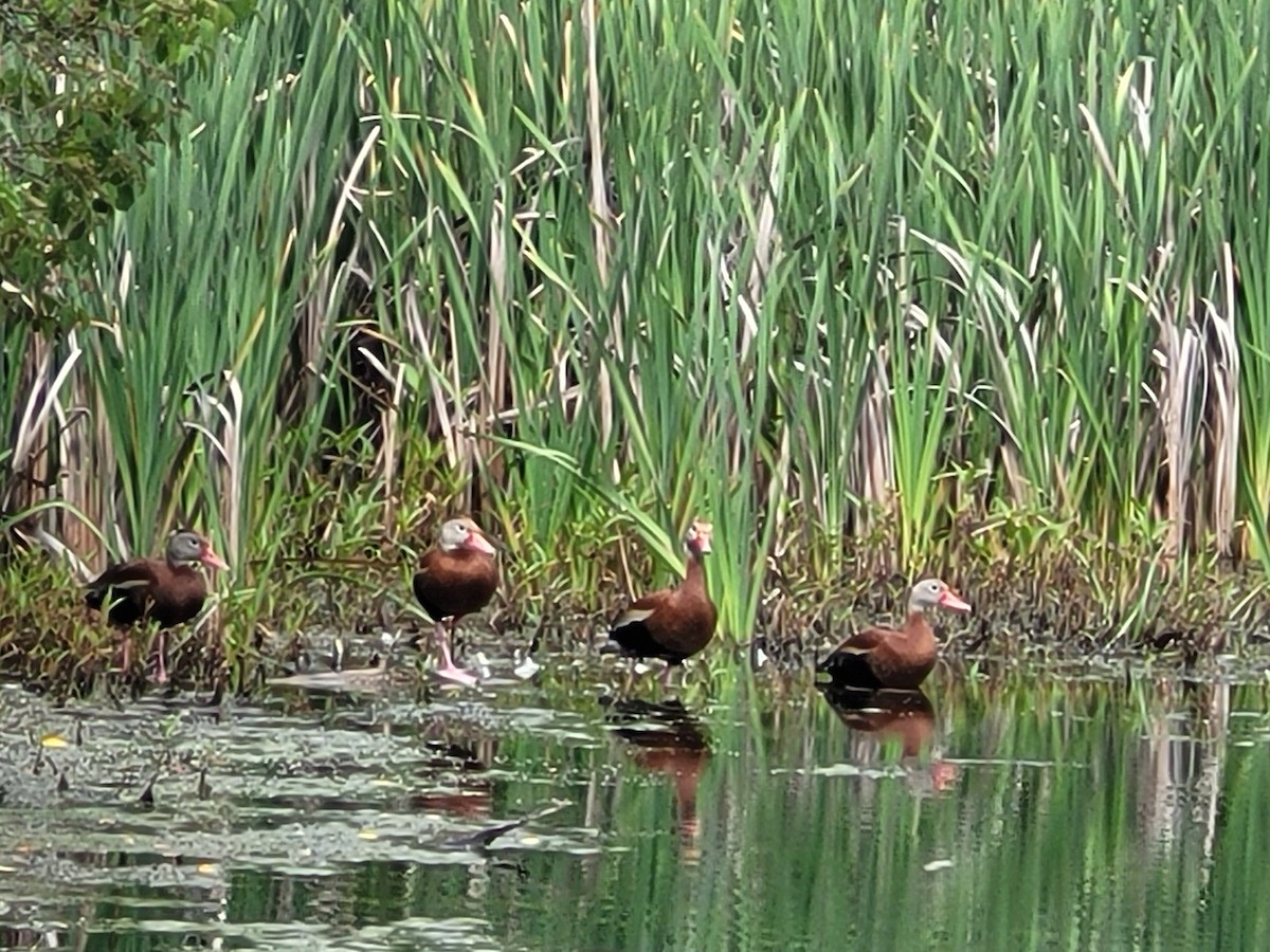 Black-bellied Whistling-Duck - ML637333098