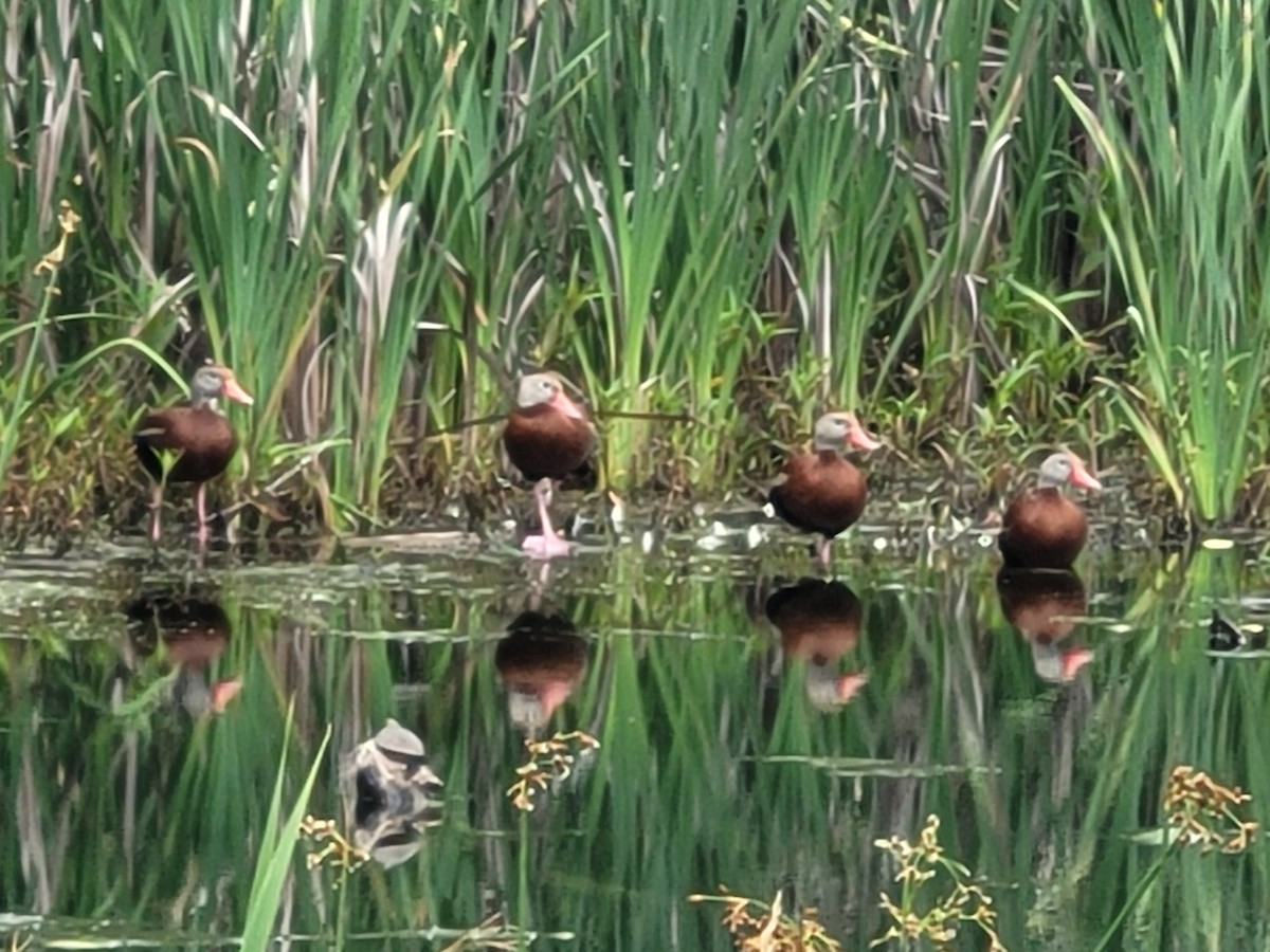 Black-bellied Whistling-Duck - ML637333099