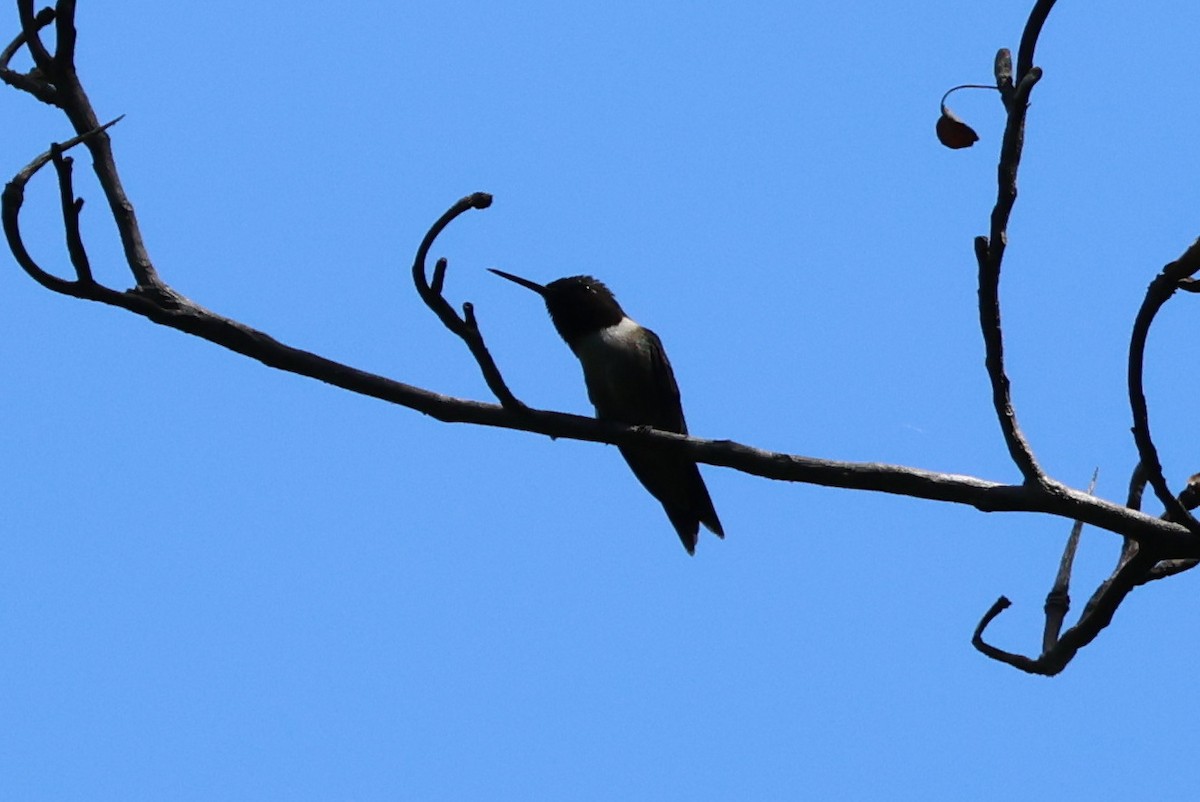 Ruby-throated Hummingbird - ML637333178