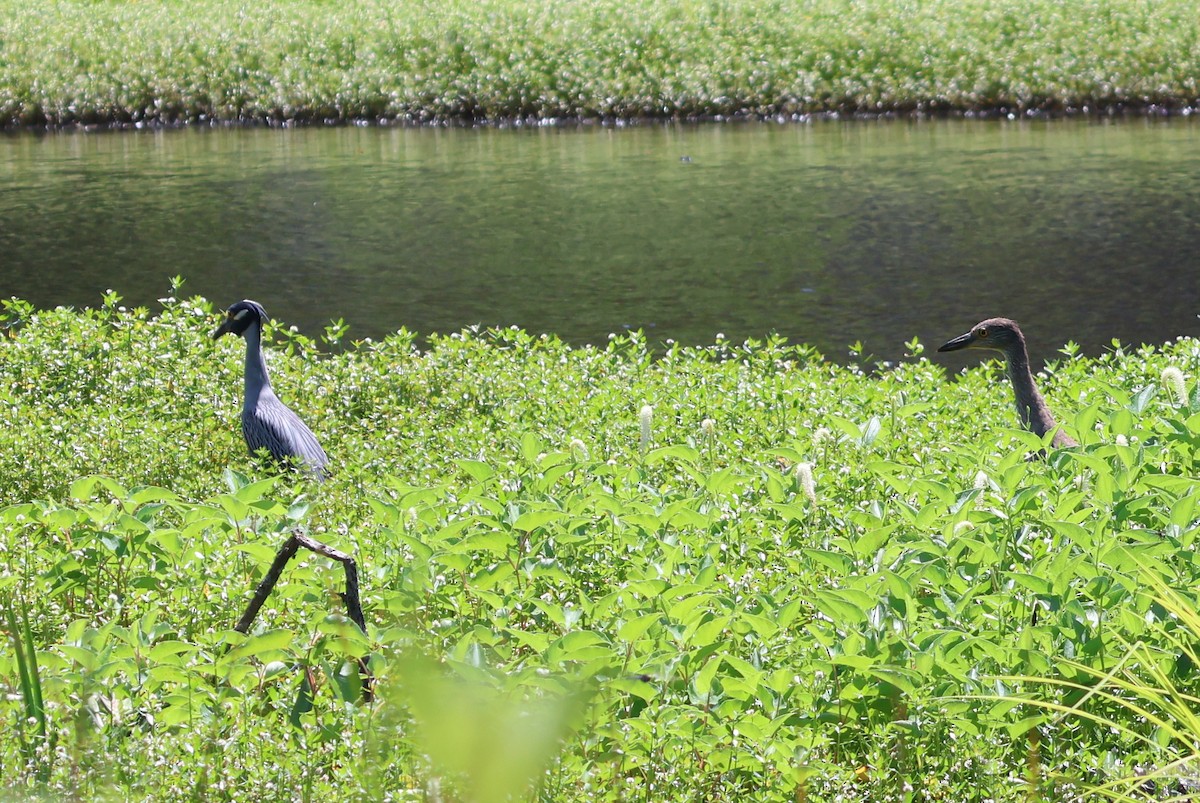 Yellow-crowned Night Heron - ML637333191