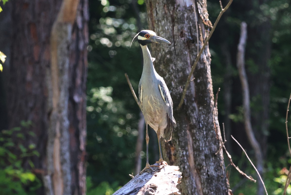 Yellow-crowned Night Heron - ML637333192