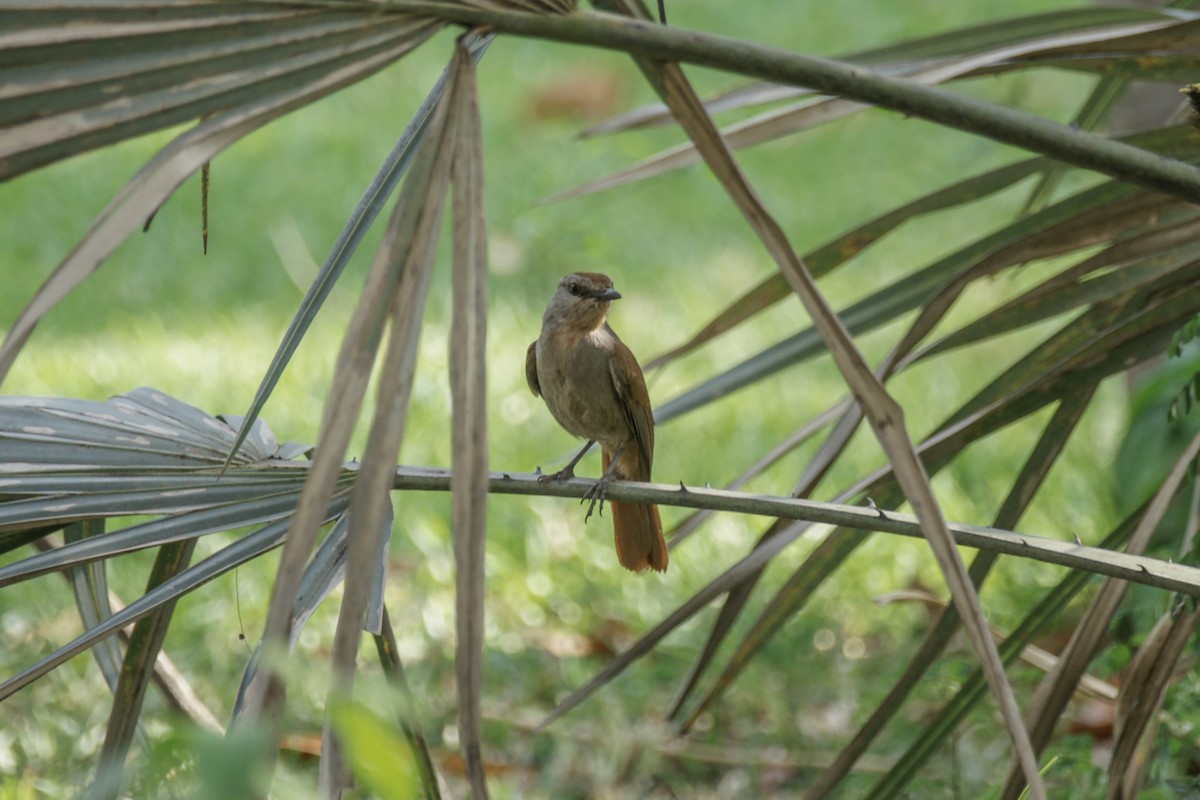 Rufous-tailed Palm-Thrush - ML637333195