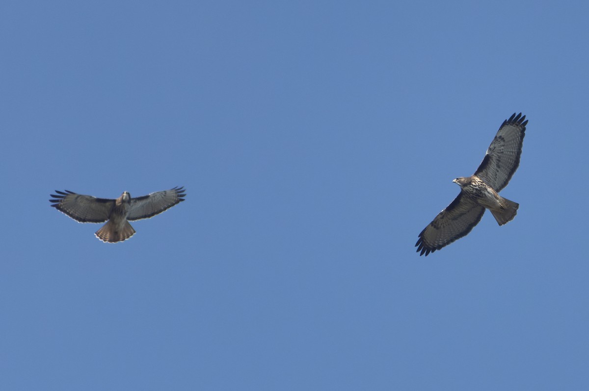 Rufous-tailed Hawk - ML637333196
