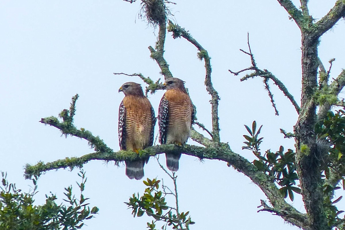 Red-shouldered Hawk - ML637333199