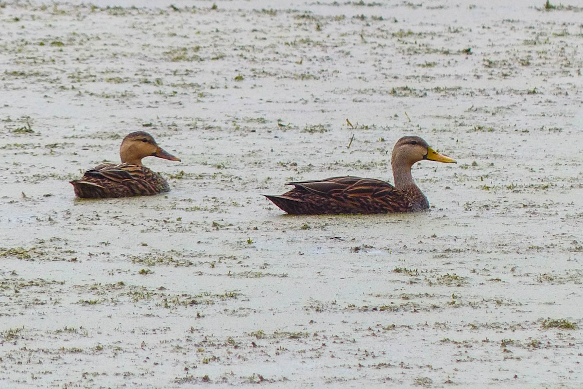 Mottled Duck - ML637333231