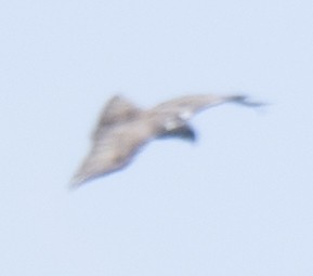 Ayres's Hawk-Eagle - ML637333251
