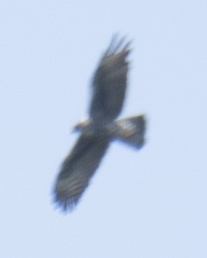 Ayres's Hawk-Eagle - ML637333262
