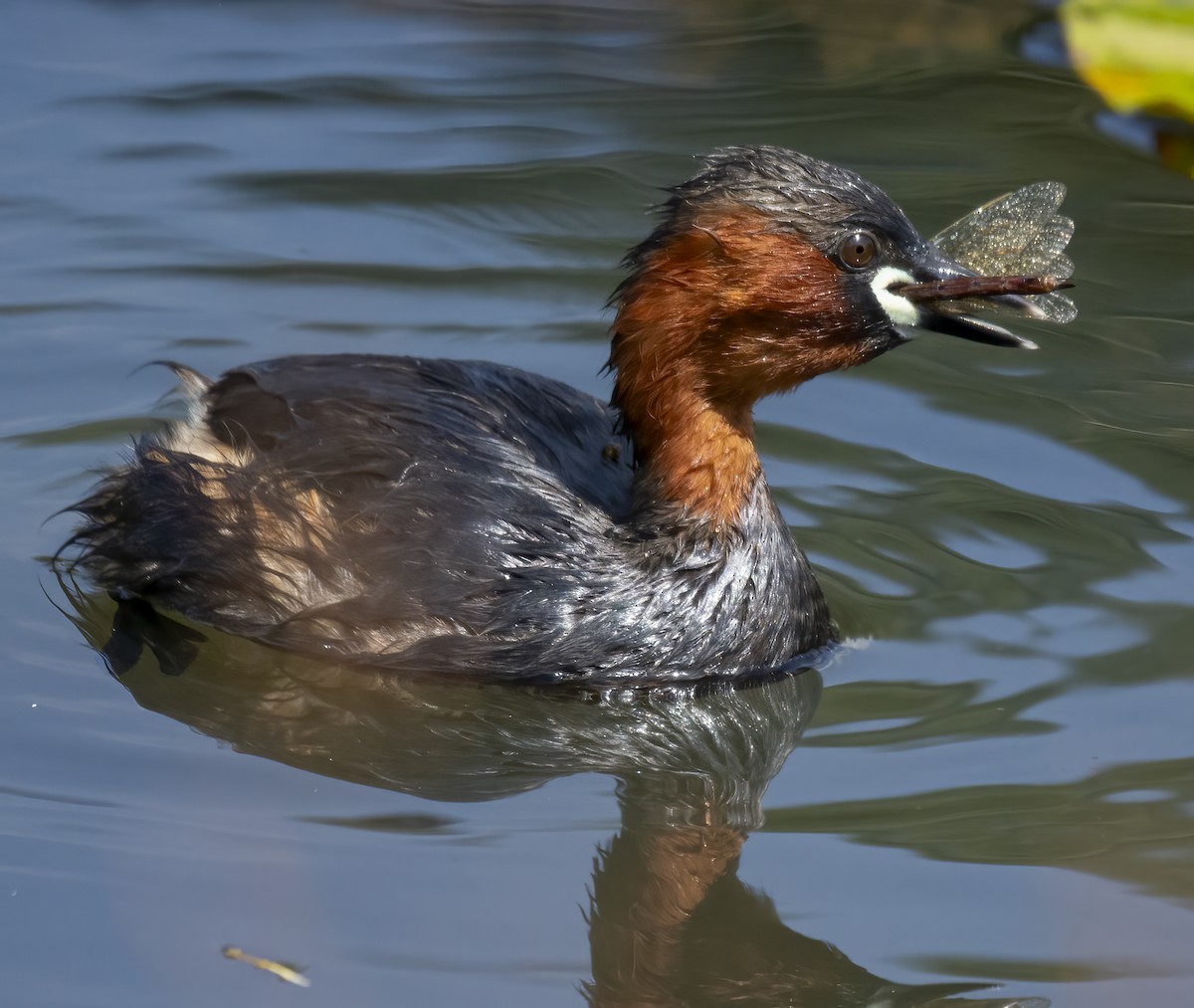 Little Grebe - ML637333267