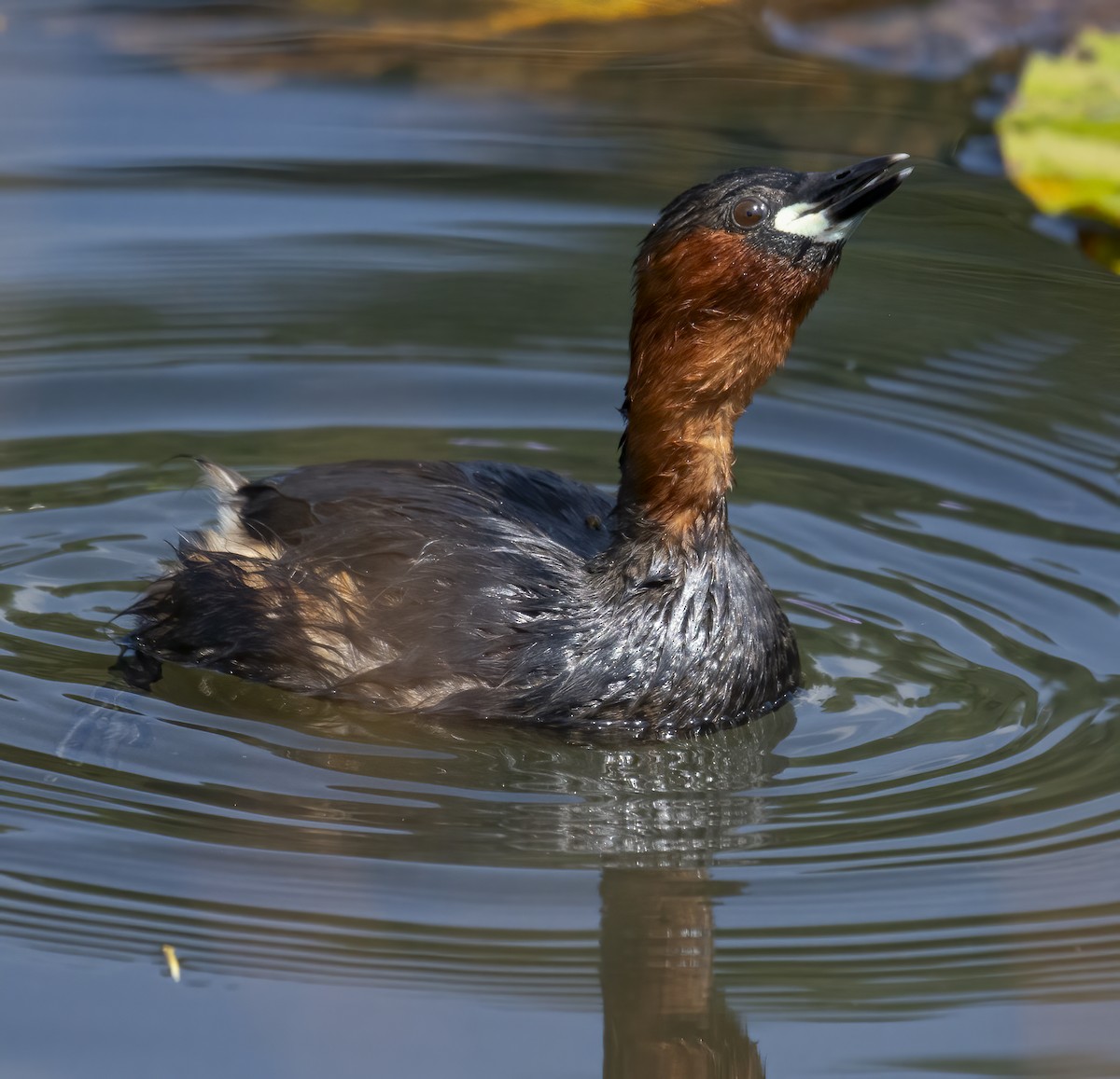 Little Grebe - ML637333275