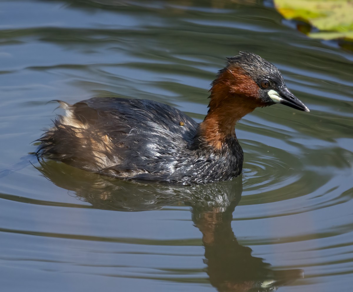 Little Grebe - ML637333293