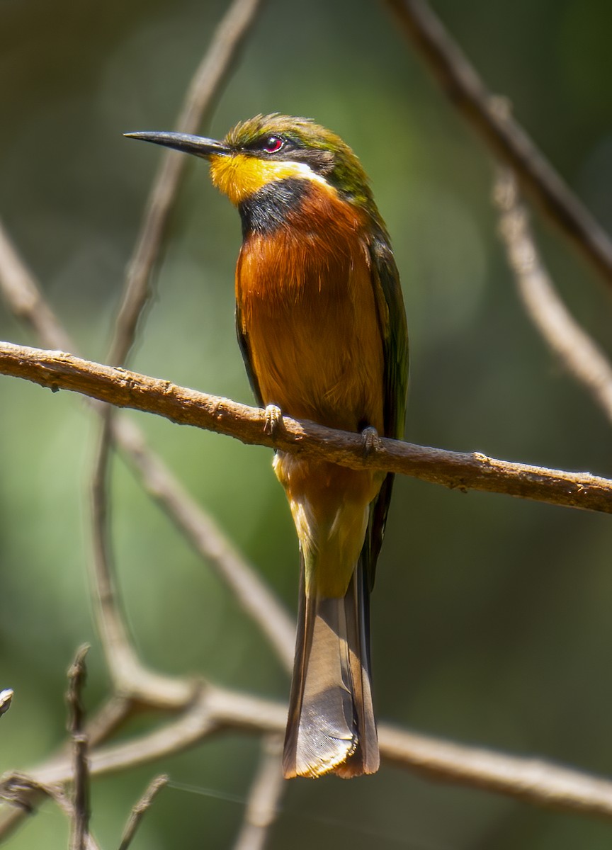 Cinnamon-chested Bee-eater - ML637333308