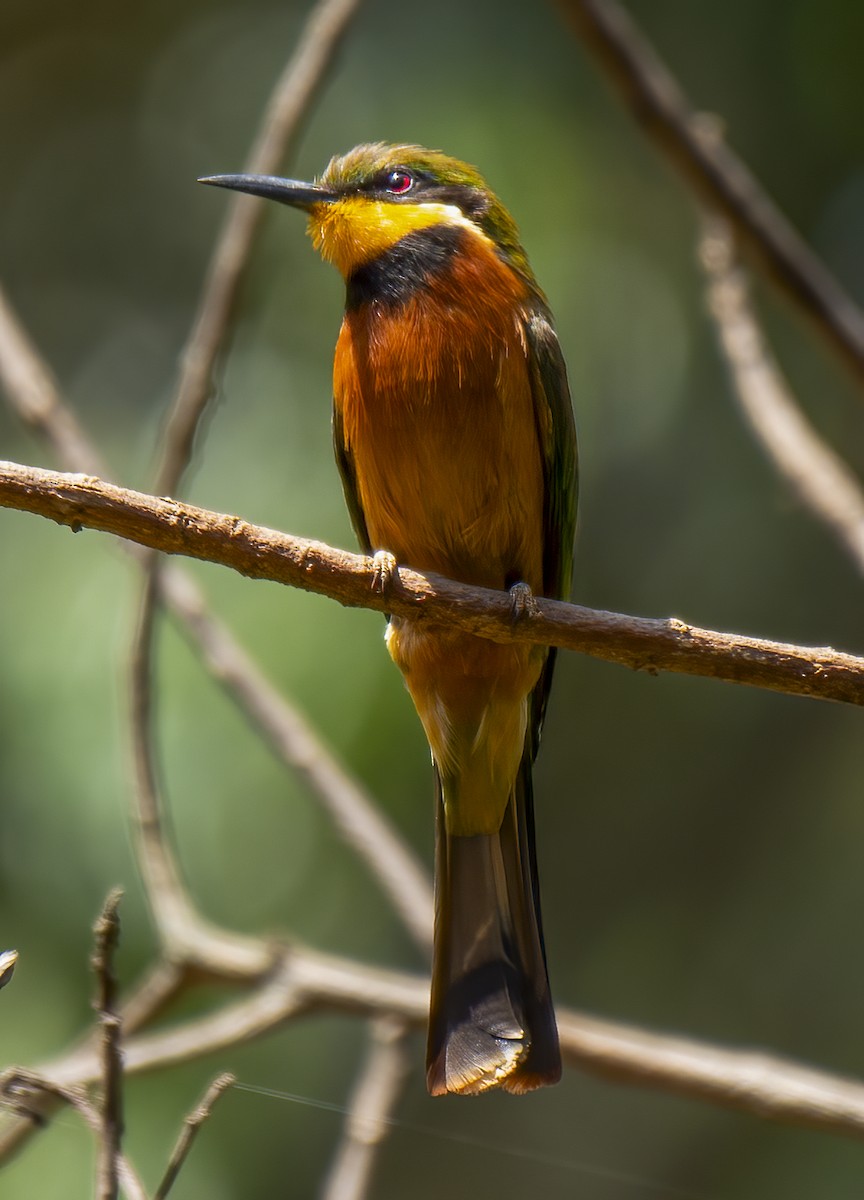Cinnamon-chested Bee-eater - ML637333315