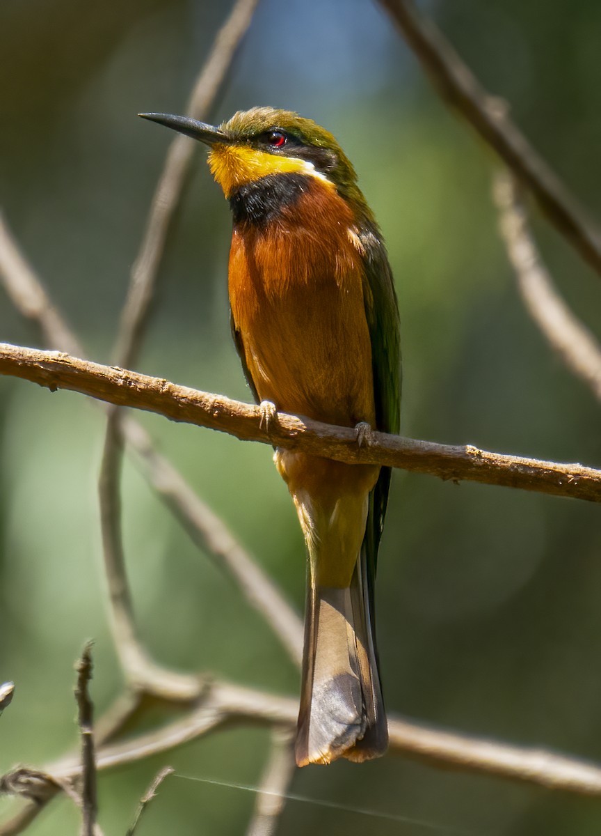 Cinnamon-chested Bee-eater - ML637333329