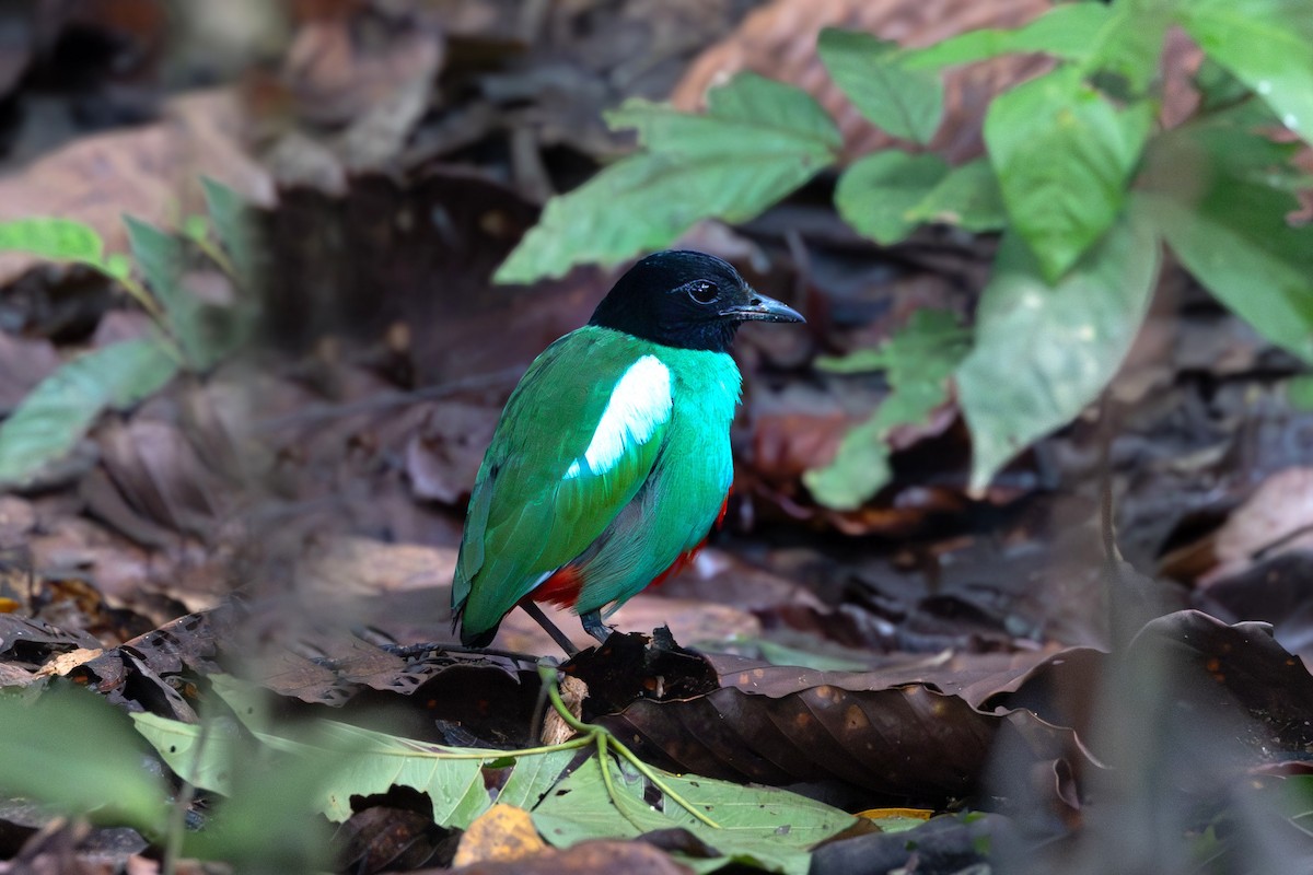 Western Hooded Pitta - ML637333347