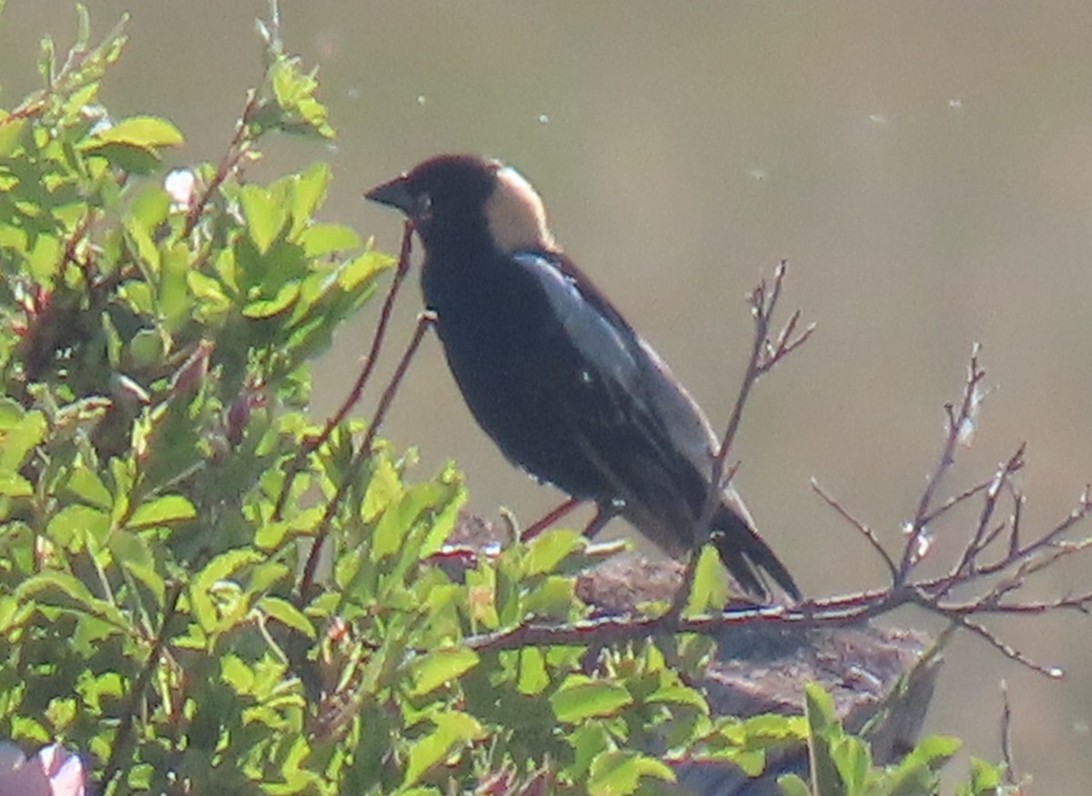 Bobolink - ML637333348