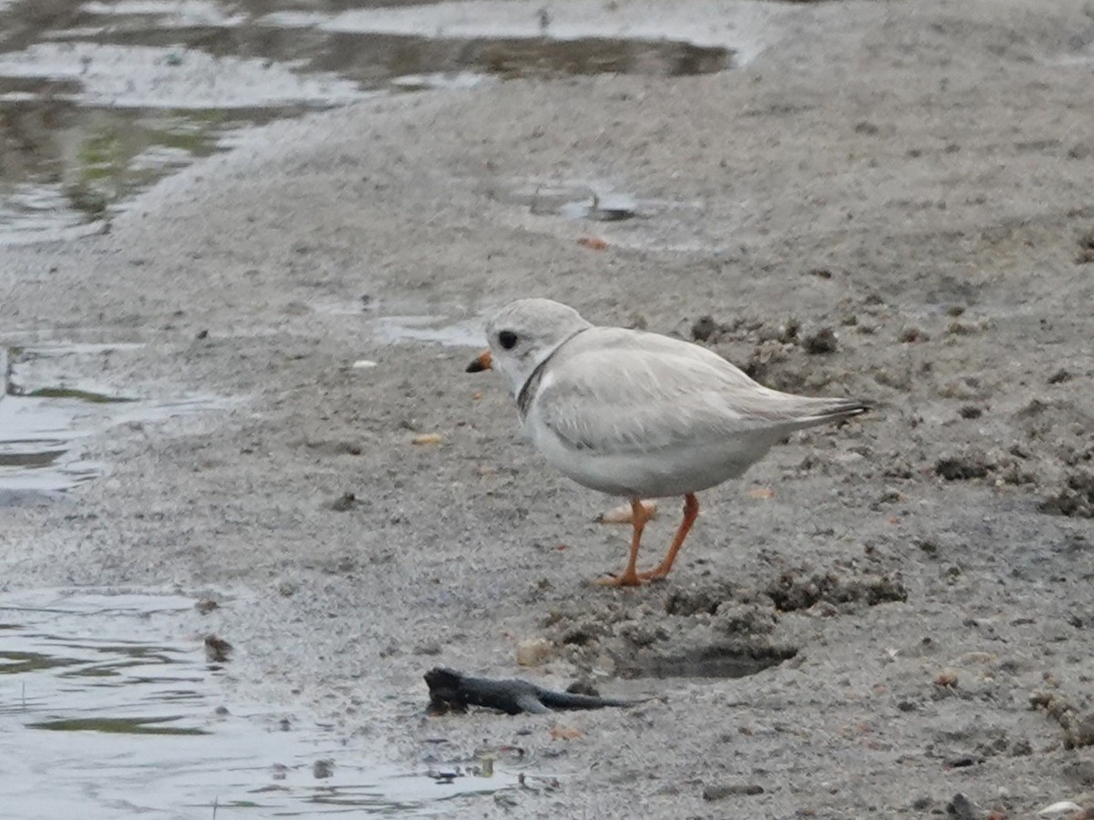 Piping Plover - ML637333360