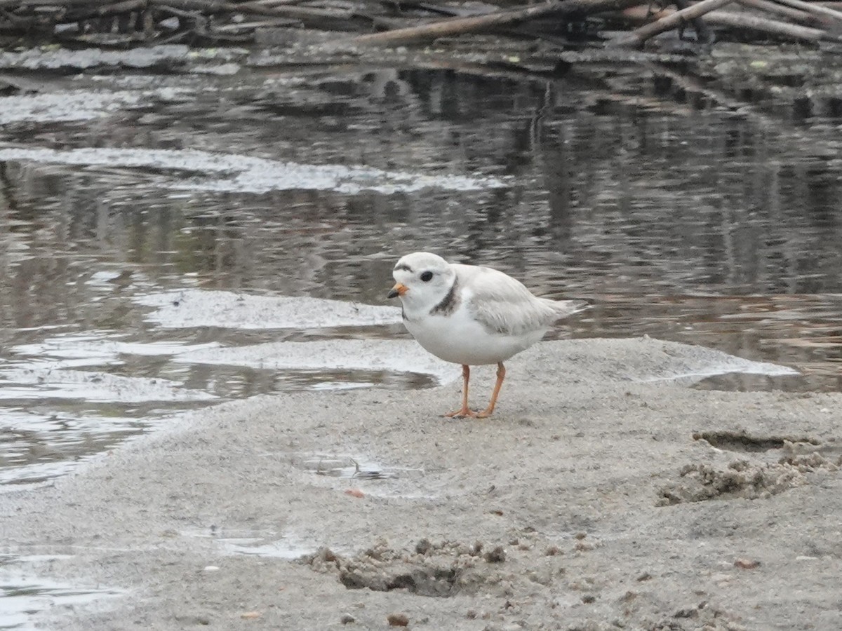 Piping Plover - ML637333361