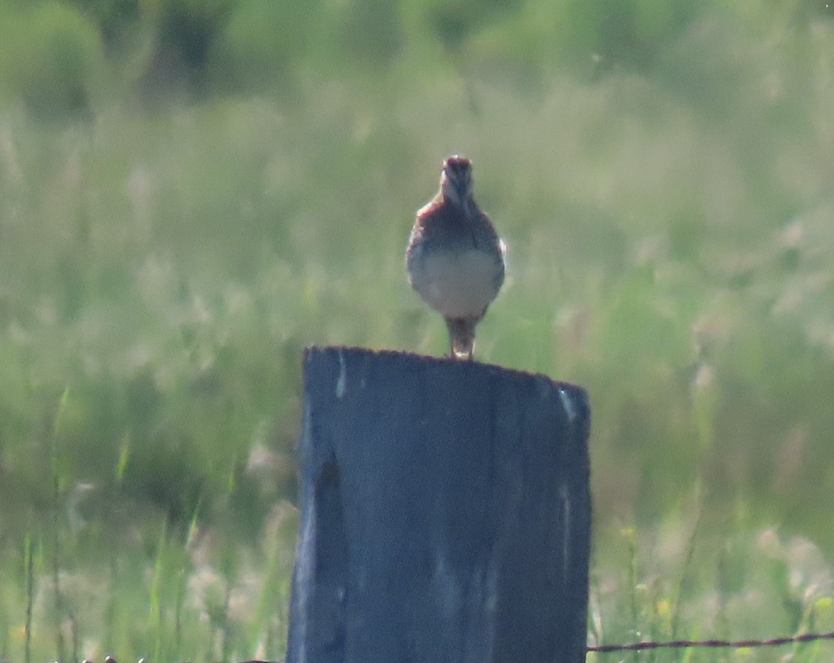Wilson's Snipe - ML637333371