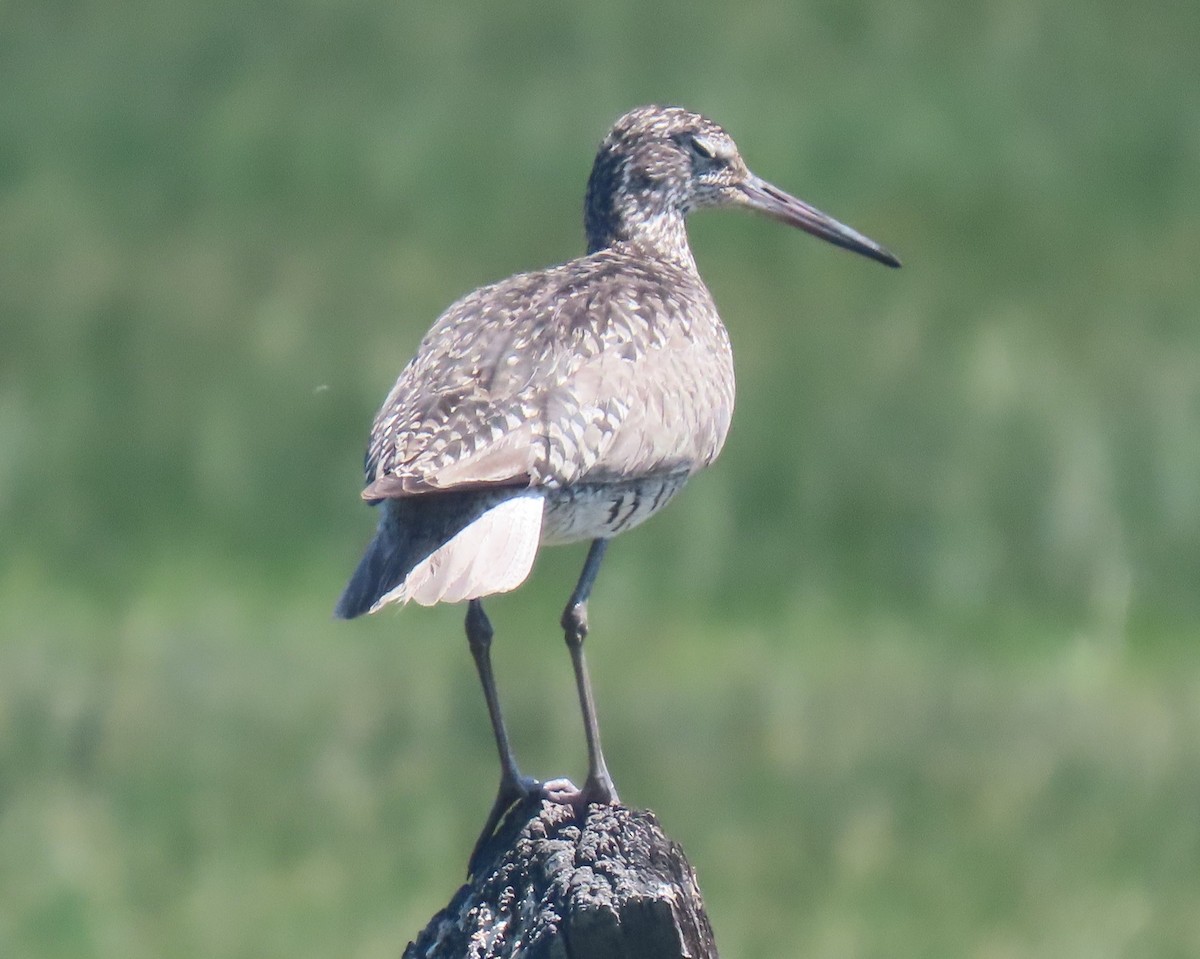 Willet - ML637333396