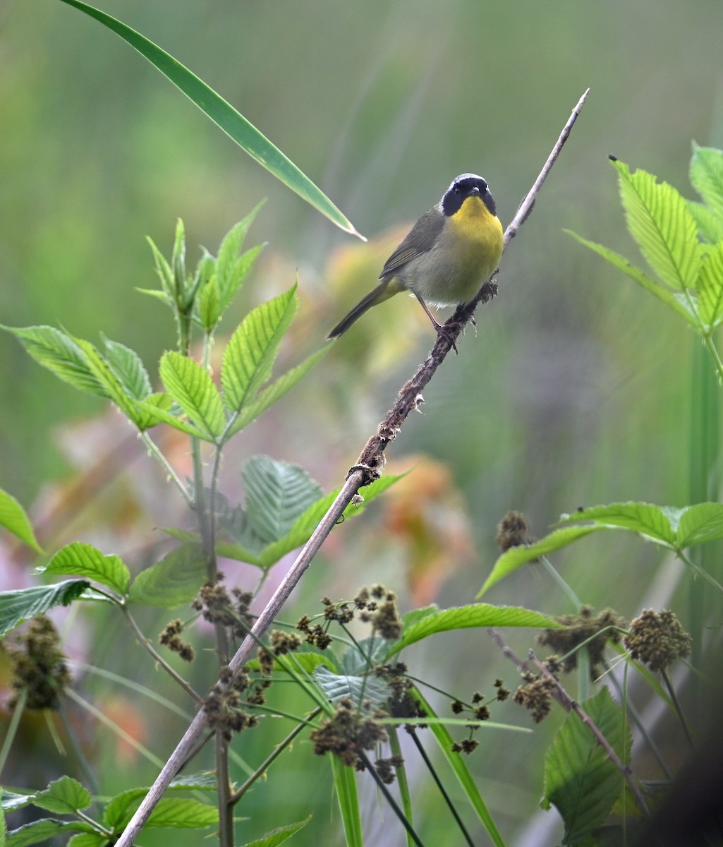 Common Yellowthroat - ML637333457