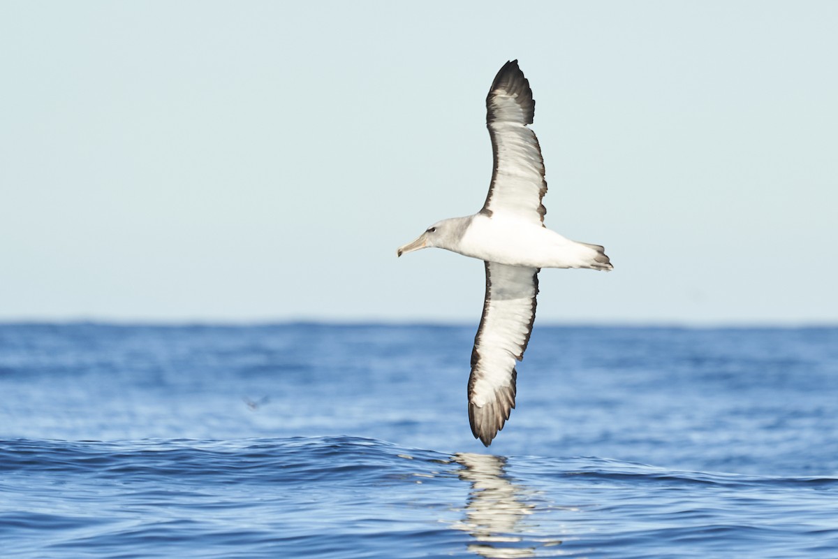 Salvin's Albatross - ML637333613