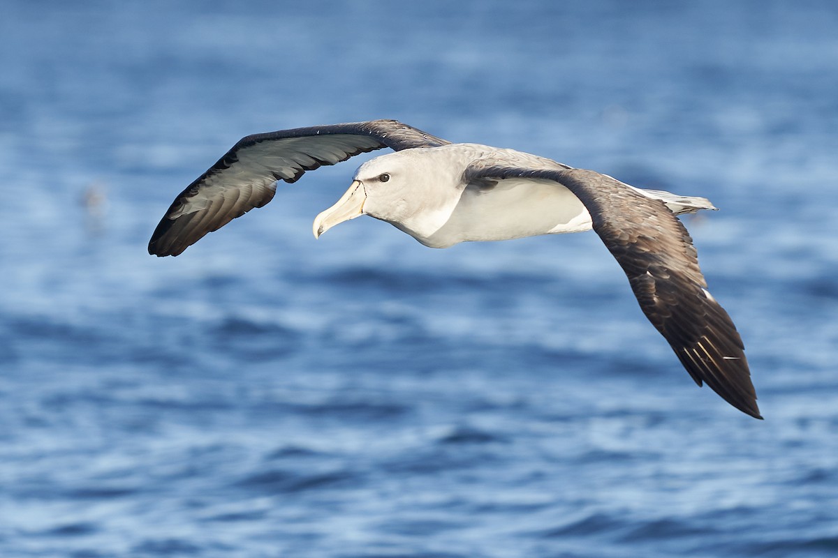 Salvin's Albatross - ML637333625