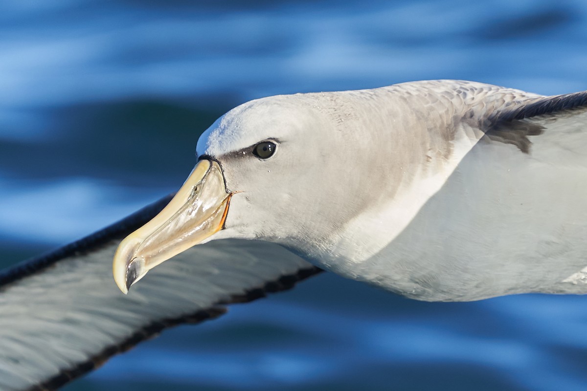 Salvin's Albatross - ML637333642