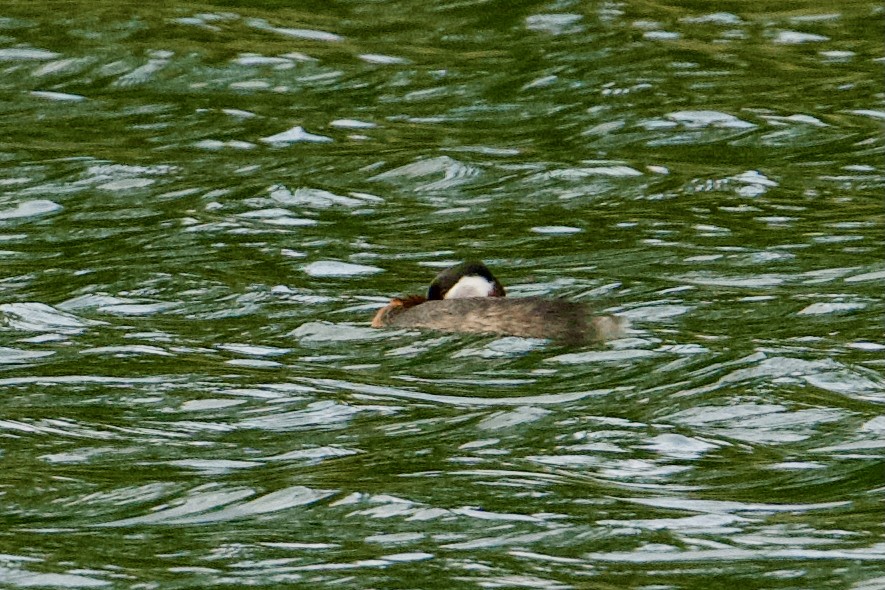 Буурал шунгуур - ML637333651