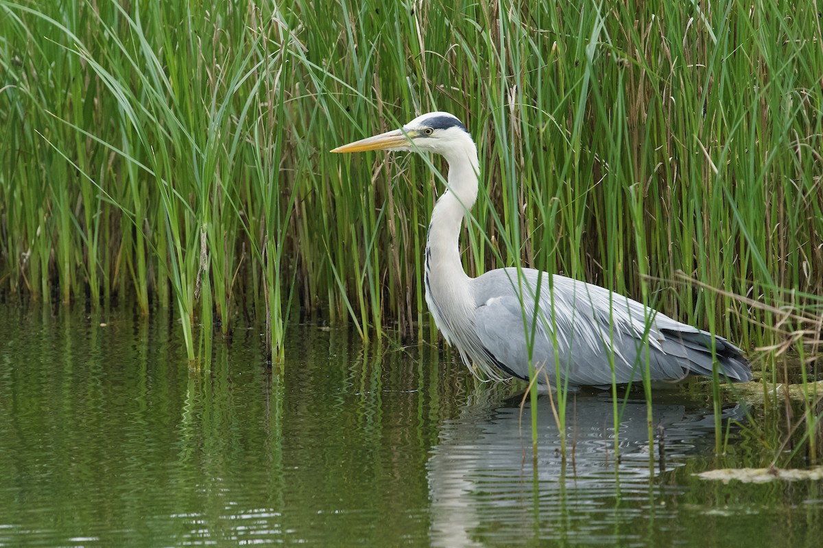 Хөх дэглий - ML637333659