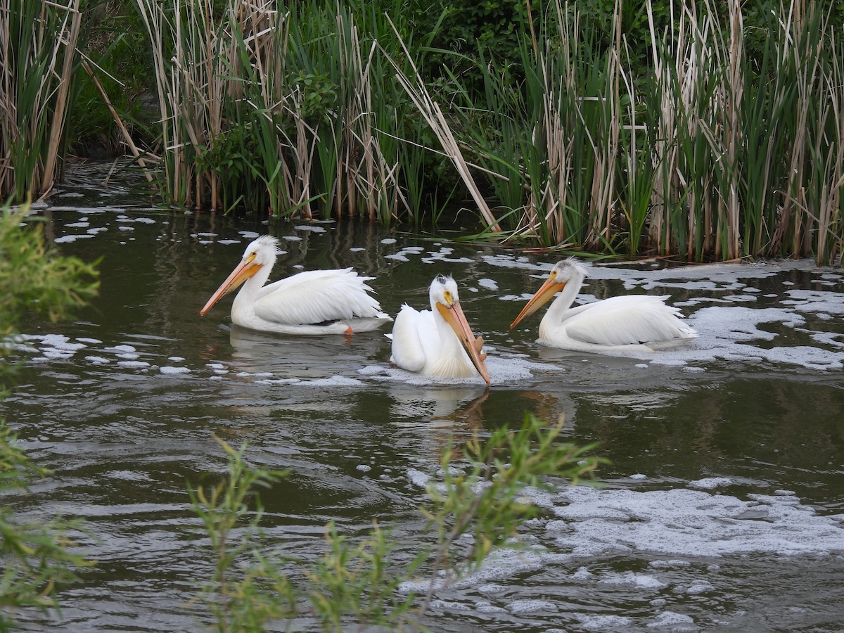 American White Pelican - ML637333705