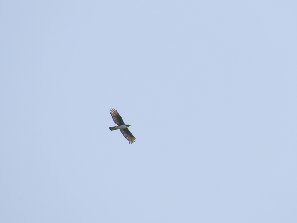 Cassin's Hawk-Eagle - ML637333712
