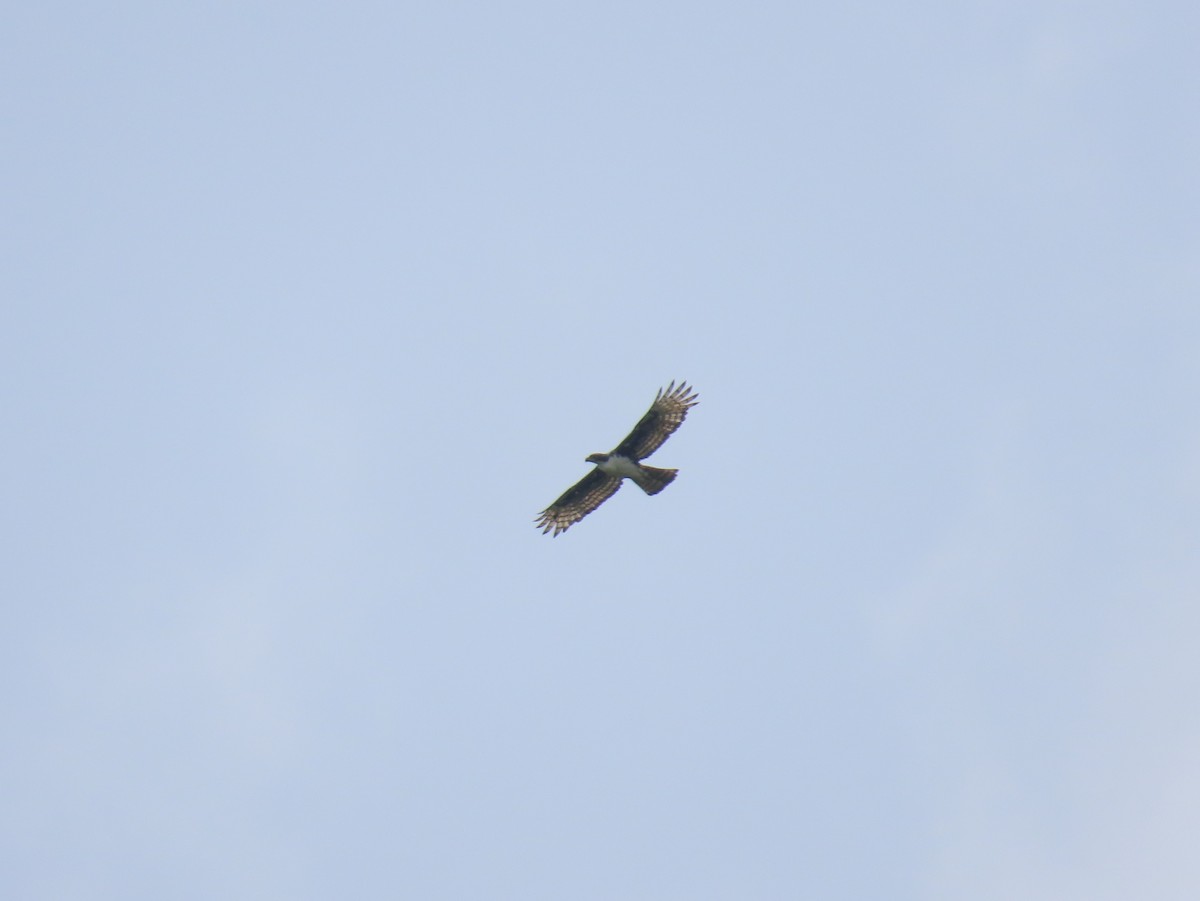Cassin's Hawk-Eagle - ML637333713