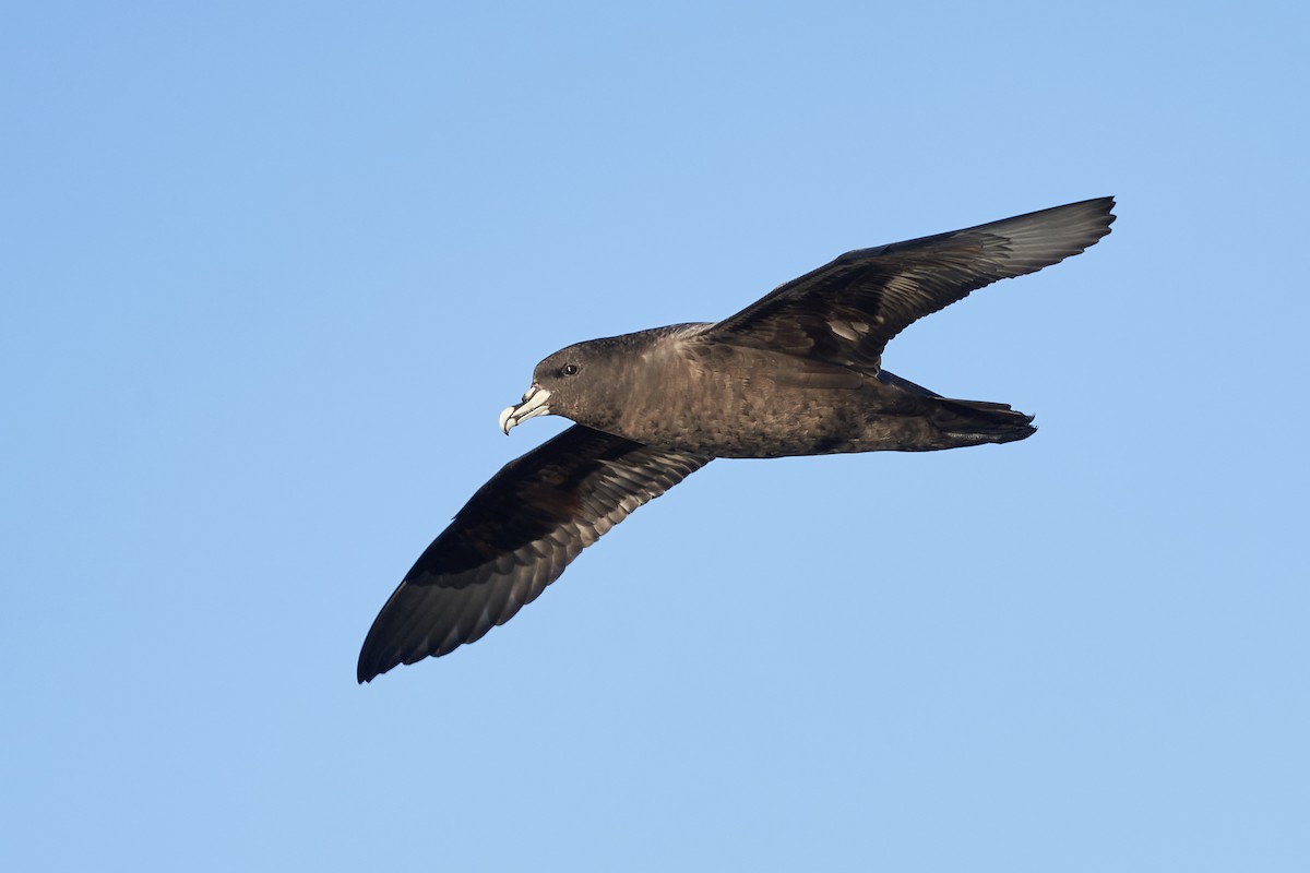 White-chinned Petrel - ML637333732