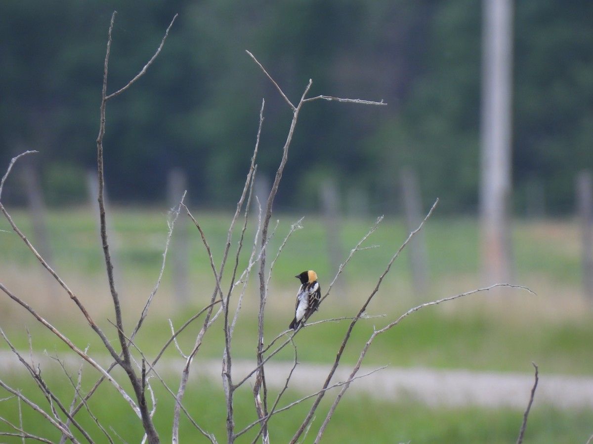 bobolink americký - ML637333741