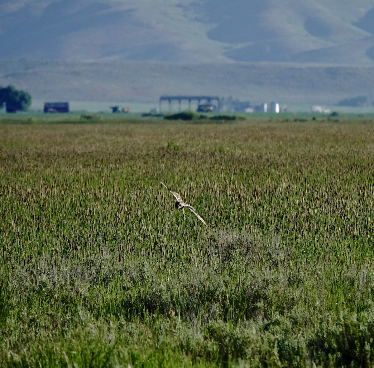 Short-eared Owl (Northern) - ML637333743