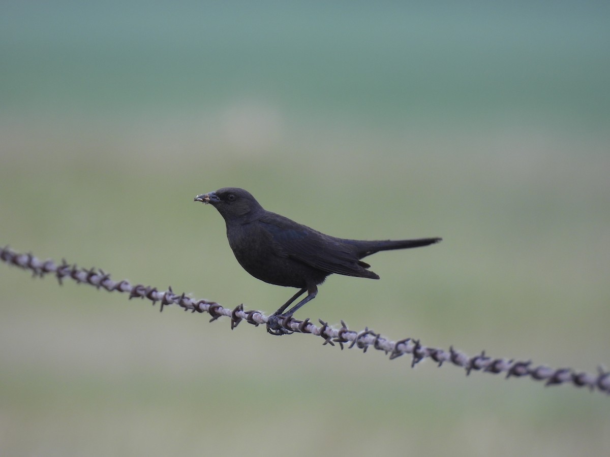 Brewer's Blackbird - ML637333766