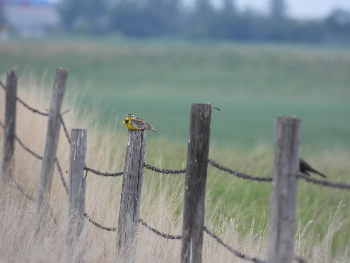 Western Meadowlark - ML637333787