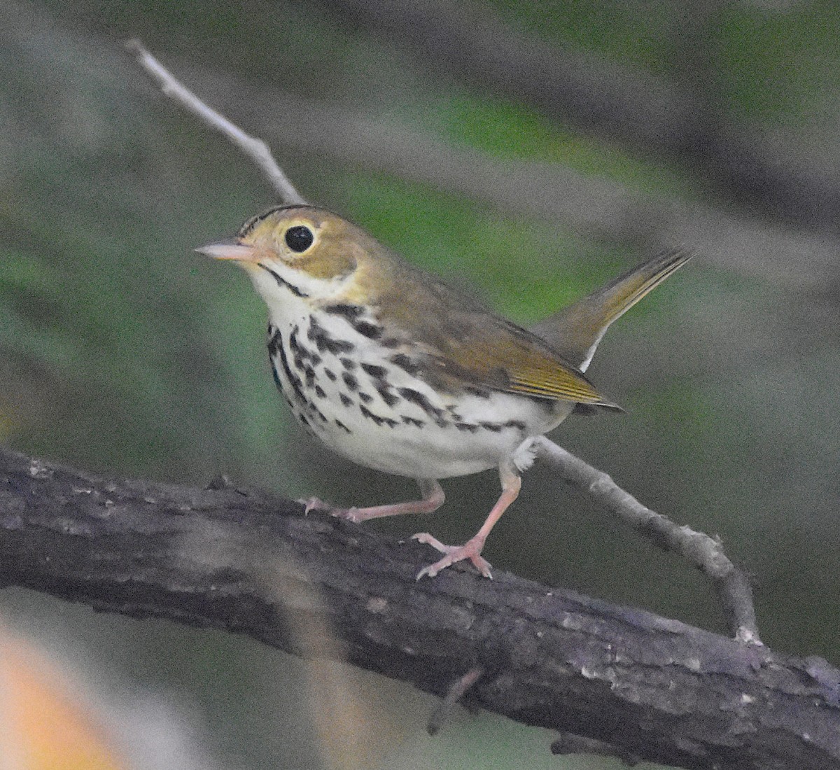 Ovenbird - ML637333794