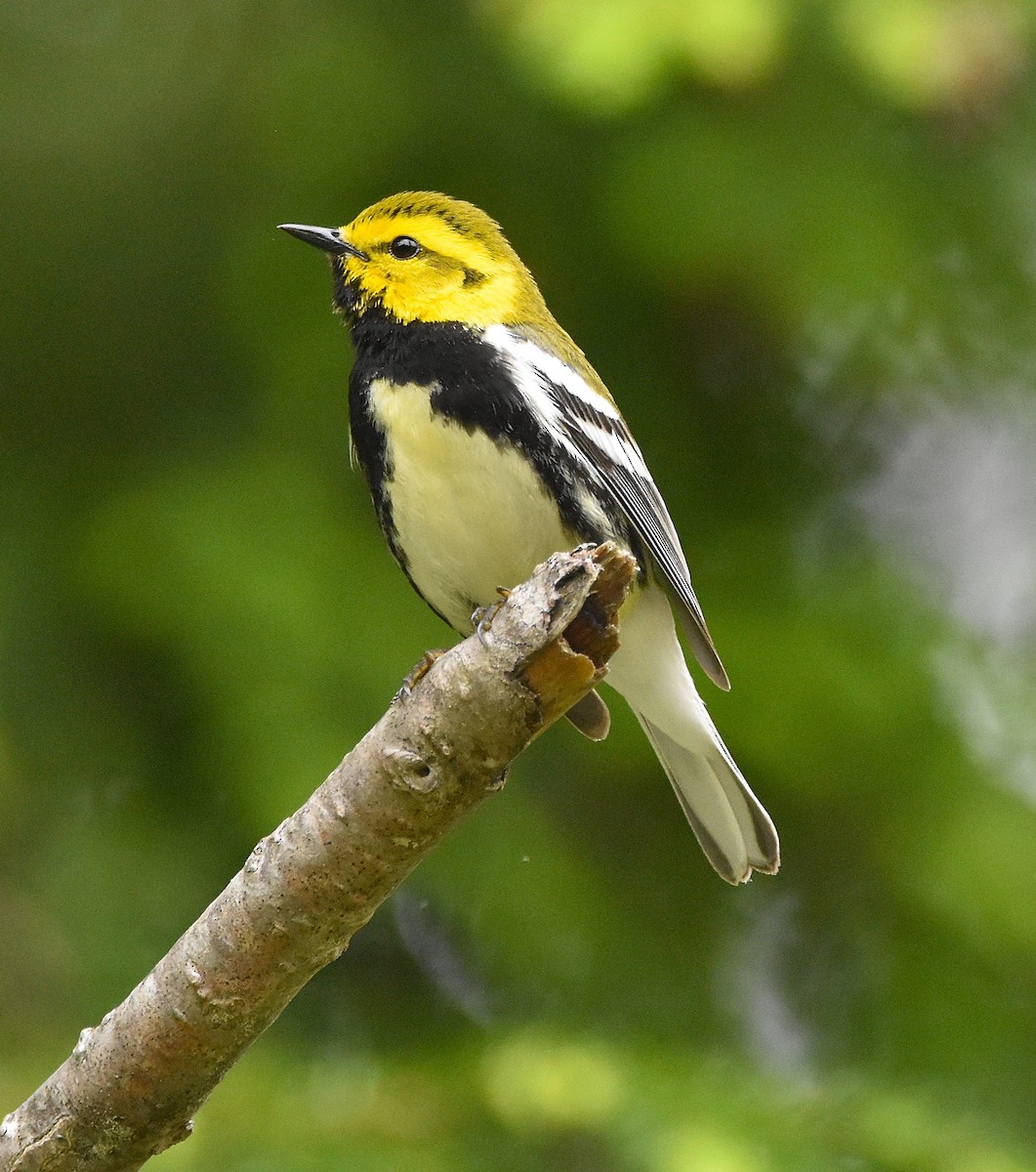 Black-throated Green Warbler - ML637333812