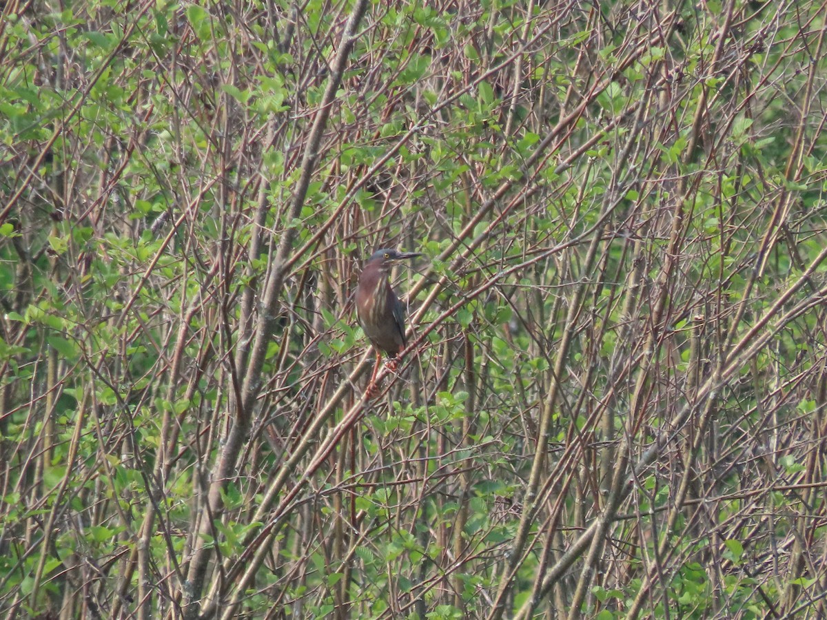 Green Heron - ML637333835