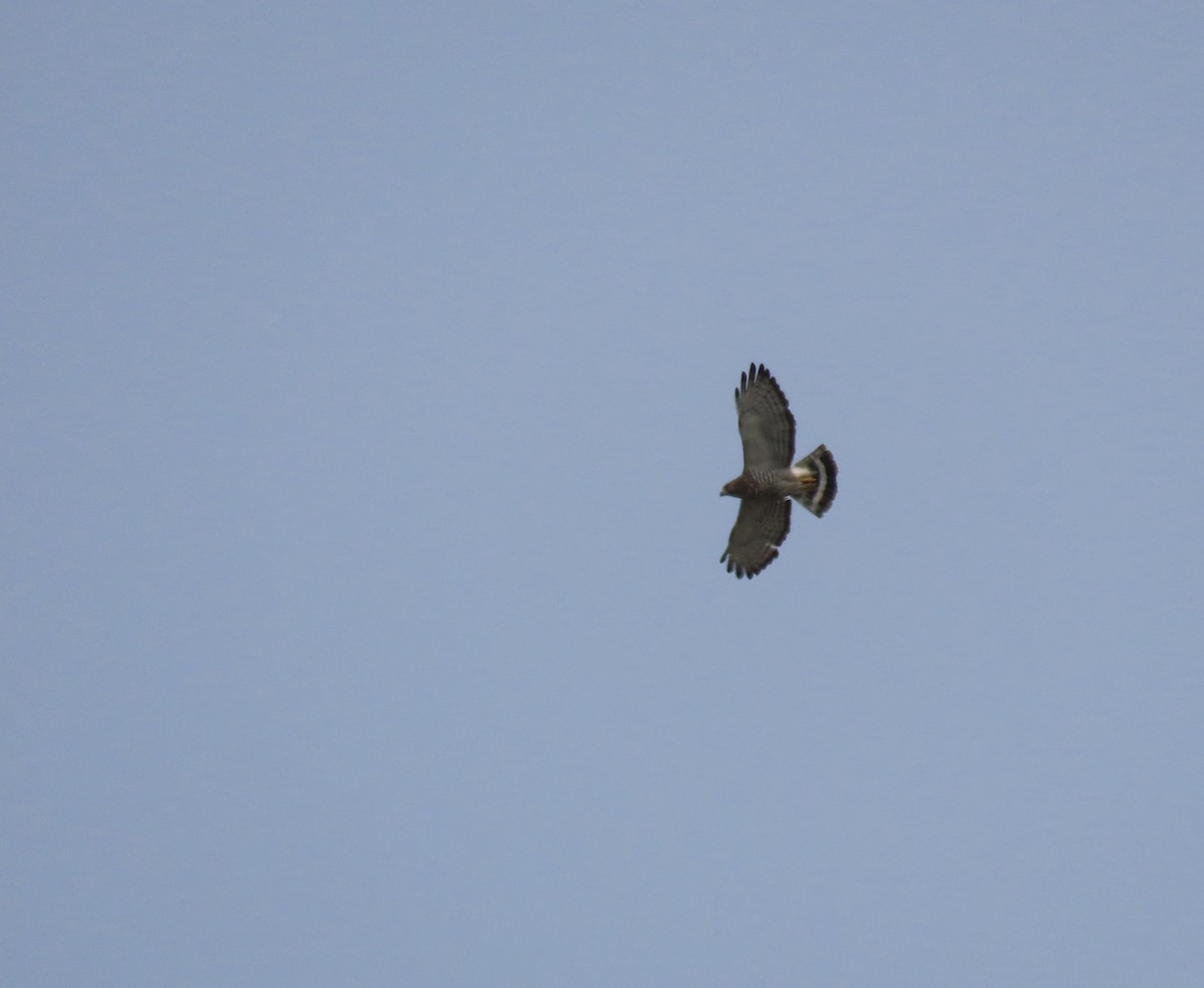 Broad-winged Hawk - ML637333841