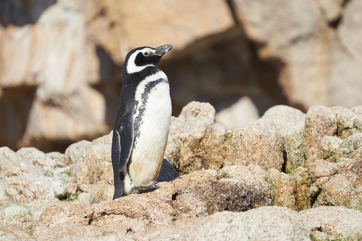 Magellanpinguin - ML637333869