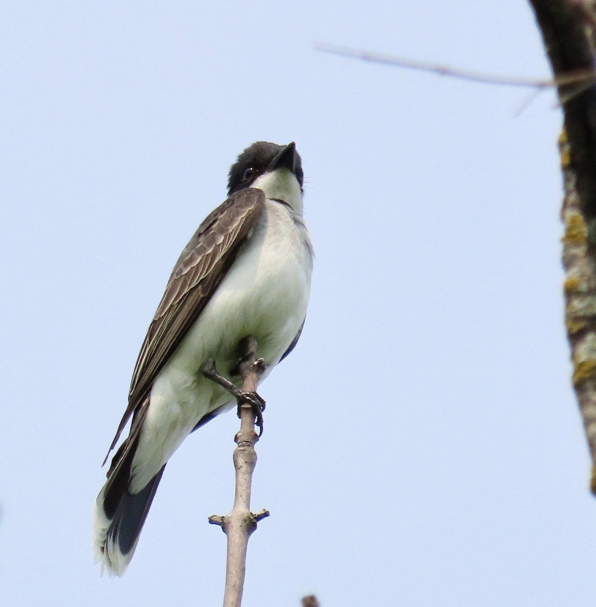 Eastern Kingbird - ML637333875