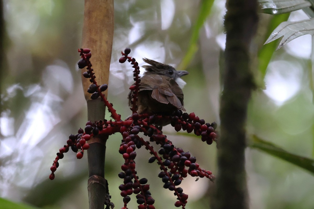 Penan Bulbul - ML637334031