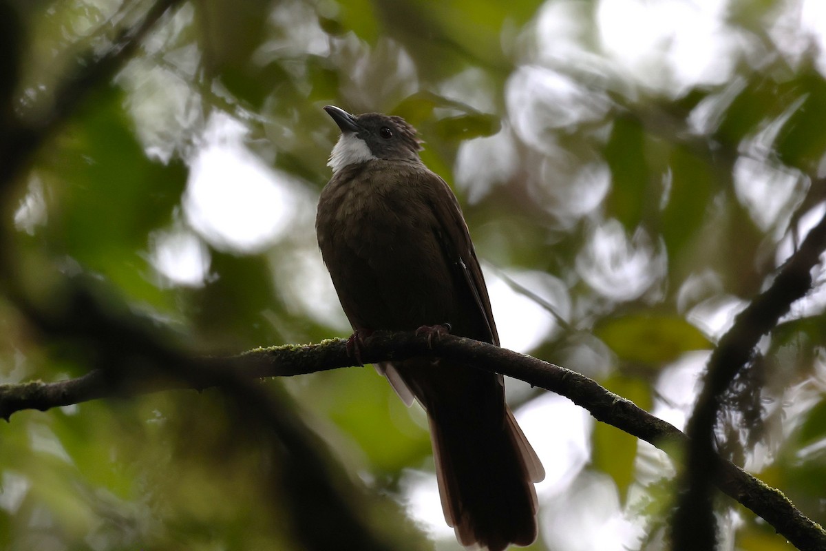 Penan Bulbul - ML637334032