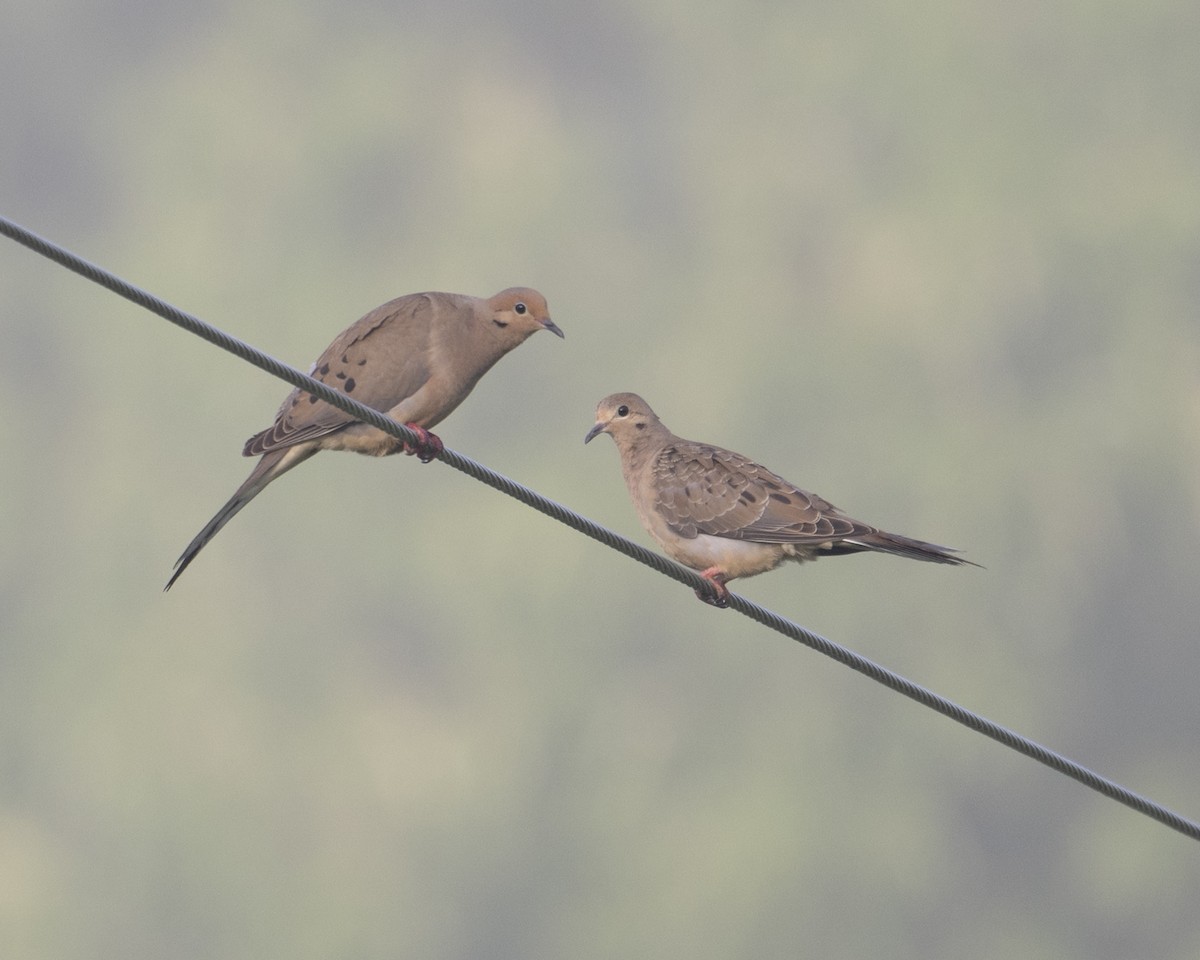 Mourning Dove - ML637334111