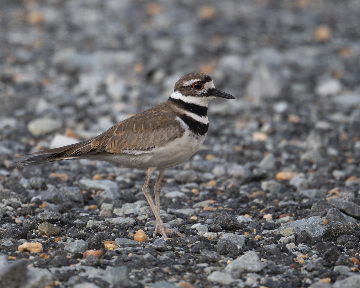 Killdeer - ML637334125